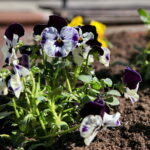 Sadzenie bratków w gazonach na ulicy Sienkiewicza / Marzena Mąkosa / Radio Kielce