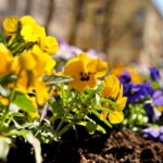 Sadzenie bratków w gazonach na ulicy Sienkiewicza / Marzena Mąkosa / Radio Kielce