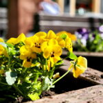 Sadzenie bratków w gazonach na ulicy Sienkiewicza / Marzena Mąkosa / Radio Kielce