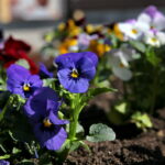 Sadzenie bratków w gazonach na ulicy Sienkiewicza / Marzena Mąkosa / Radio Kielce