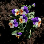 Sadzenie bratków w gazonach na ulicy Sienkiewicza / Marzena Mąkosa / Radio Kielce