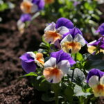 Sadzenie bratków w gazonach na ulicy Sienkiewicza / Marzena Mąkosa / Radio Kielce