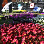 Targi Kielce. HEALTH & BEAUTY, AGROTRAVEL & ACTIVE LIFE, DOM, OGRÓD i TY, RĘKODZIEŁO, ECO-STYLE / Marzena Mąkosa / Radio Kielce