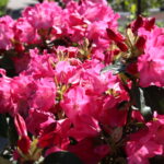 Targi Kielce. HEALTH & BEAUTY, AGROTRAVEL & ACTIVE LIFE, DOM, OGRÓD i TY, RĘKODZIEŁO, ECO-STYLE / Marzena Mąkosa / Radio Kielce