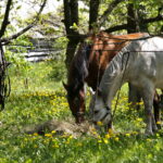Majówka Patriotyczna w Chęcinach / Marzena Mąkosa / Radio Kielce