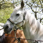 Majówka Patriotyczna w Chęcinach / Marzena Mąkosa / Radio Kielce