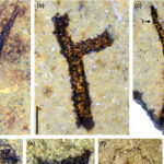 Skamieniałe szczątki roślin znalezione w miejscowości Zbrza / nph.onlinelibrary.wiley.com