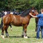 Ożarów. Czempionat koni rasy zimnokrwistej / Emilia Sitarska / Radio Kielce