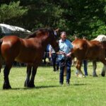 Ożarów. Czempionat koni rasy zimnokrwistej / Emilia Sitarska / Radio Kielce
