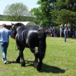 Ożarów. Czempionat koni rasy zimnokrwistej / Emilia Sitarska / Radio Kielce