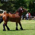Ożarów. Czempionat koni rasy zimnokrwistej / Emilia Sitarska / Radio Kielce