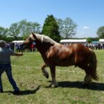 Ożarów. Czempionat koni rasy zimnokrwistej / Emilia Sitarska / Radio Kielce