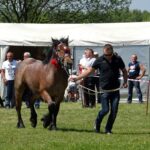 Ożarów. Czempionat koni rasy zimnokrwistej / Emilia Sitarska / Radio Kielce