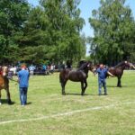 Ożarów. Czempionat koni rasy zimnokrwistej / Emilia Sitarska / Radio Kielce