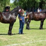 Ożarów. Czempionat koni rasy zimnokrwistej / Emilia Sitarska / Radio Kielce