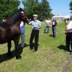 Ożarów. Czempionat koni rasy zimnokrwistej / Emilia Sitarska / Radio Kielce