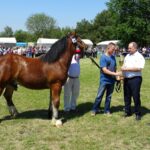 Ożarów. Czempionat koni rasy zimnokrwistej / Emilia Sitarska / Radio Kielce