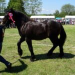 Ożarów. Czempionat koni rasy zimnokrwistej / Emilia Sitarska / Radio Kielce