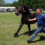 Ożarów. Czempionat koni rasy zimnokrwistej / Emilia Sitarska / Radio Kielce