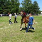 Ożarów. Czempionat koni rasy zimnokrwistej / Emilia Sitarska / Radio Kielce