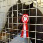 Ożarów. Czempionat koni rasy zimnokrwistej / Emilia Sitarska / Radio Kielce