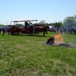 Ożarów. Czempionat koni rasy zimnokrwistej / Emilia Sitarska / Radio Kielce