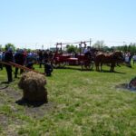 Ożarów. Czempionat koni rasy zimnokrwistej / Emilia Sitarska / Radio Kielce