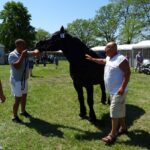 Ożarów. Czempionat koni rasy zimnokrwistej / Emilia Sitarska / Radio Kielce