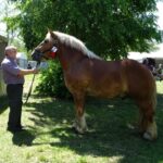 Ożarów. Czempionat koni rasy zimnokrwistej / Emilia Sitarska / Radio Kielce