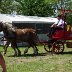 Ożarów. Czempionat koni rasy zimnokrwistej / Emilia Sitarska / Radio Kielce
