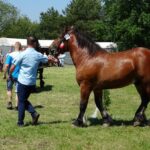 Ożarów. Czempionat koni rasy zimnokrwistej / Emilia Sitarska / Radio Kielce
