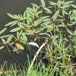 04.05.2018 Kielce. Śnięte ryby w zalewie / Mateusz Kaczmarczyk / Radio Kielce