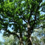 Jezióro. Uroczystości 155 rocznicy zwycięskiej potyczki oddziału Dionizego Czachowskiego. Dąb Dionizy / Anna Głąb / Radio Kielce