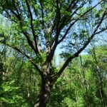 Jezióro. Uroczystości 155 rocznicy zwycięskiej potyczki oddziału Dionizego Czachowskiego. Dąb Dionizy / Anna Głąb / Radio Kielce