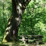 Jezióro. Uroczystości 155 rocznicy zwycięskiej potyczki oddziału Dionizego Czachowskiego. Dąb Dionizy / Anna Głąb / Radio Kielce