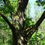 Jezióro. Uroczystości 155 rocznicy zwycięskiej potyczki oddziału Dionizego Czachowskiego. Dąb Dionizy / Anna Głąb / Radio Kielce