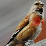 Wystawa obrazów Zofii Słapek i Andrzeja Bartczaka / Anna Głąb / Radio Kielce