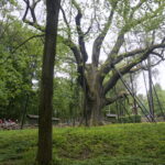 Okolice dębu Bartka zostały udekorowane biało-czerwonymi flagami / Marcin Różyc / Radio Kielce