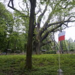 Okolice dębu Bartka zostały udekorowane biało-czerwonymi flagami / Marcin Różyc / Radio Kielce