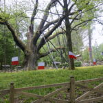 Okolice dębu Bartka zostały udekorowane biało-czerwonymi flagami / Marcin Różyc / Radio Kielce