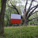 Okolice dębu Bartka zostały udekorowane biało-czerwonymi flagami / Marcin Różyc / Radio Kielce