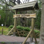 Okolice dębu Bartka zostały udekorowane biało-czerwonymi flagami / Marcin Różyc / Radio Kielce