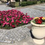 Nasadzenia kwiatów / Grażyna Szlęzak-Wójcik / Radio Kielce