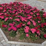 Nasadzenia kwiatów / Grażyna Szlęzak-Wójcik / Radio Kielce