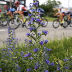 31.05.2018 Kielce. 13. Międzynarodowy Wyścig Kolarski Szlakiem Walk Majora Hubala. Prolog / Jarosław Kubalski / Radio Kielce