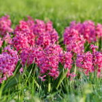 Park miejski im. Stanisława Staszica. Hiacynty / Marzena Mąkosa / Radio Kielce