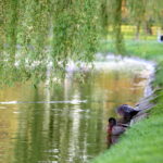 Park miejski im. Stanisława Staszica / Marzena Mąkosa / Radio Kielce