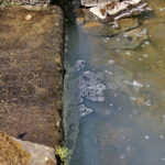 Zanieczyszczona rzeka Silnica przy ulicy Karczunek / Marzena Mąkosa / Radio Kielce