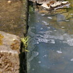 Zanieczyszczona rzeka Silnica przy ulicy Karczunek / Marzena Mąkosa / Radio Kielce