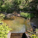 Zanieczyszczona rzeka Silnica przy ulicy Karczunek / Marzena Mąkosa / Radio Kielce